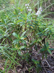 Veronica adamsii