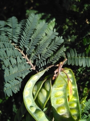 Paraserianthes
