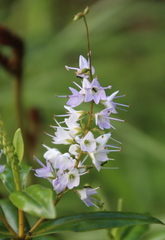 Veronica adamsii