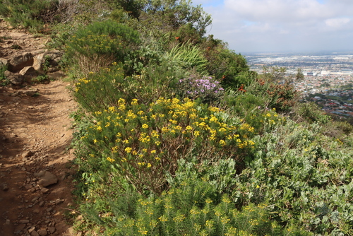 Euryops linifolius, photograph 5