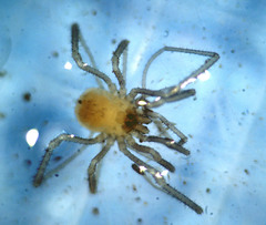 Ischyropsalidoidea