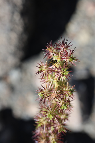 Acaena pinnatifida, photograph 1
