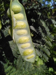 Paraserianthes