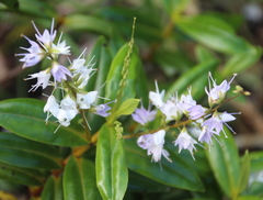 Veronica adamsii