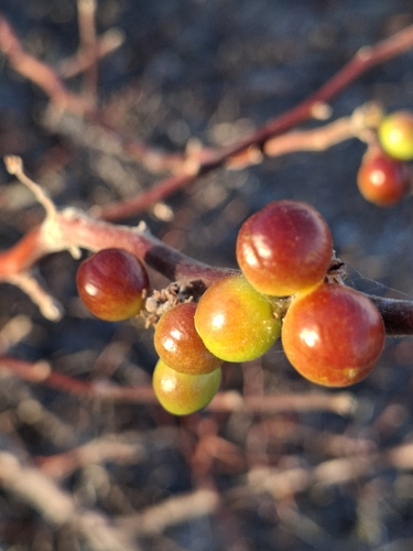 Bursera hindsiana, 2026-08-17