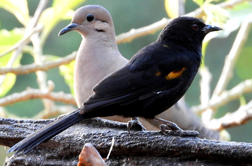 Variable Oriole
