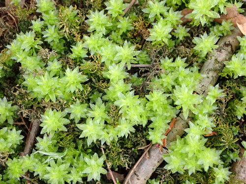 Vingialapė lapūnė