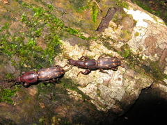 Arrhenodini