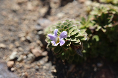 Viola cotyledon, photograph 2