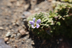 Viola cotyledon, photograph (c) Grzegorz Grzejszczak, some rights reserved (CC BY-SA)