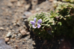 Viola cotyledon, photograph (c) Grzegorz Grzejszczak, some rights reserved (CC BY-SA)