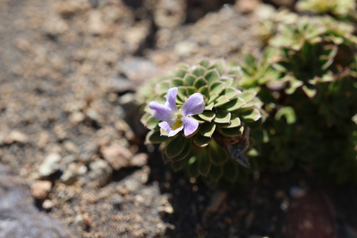 Viola cotyledon, photograph 6