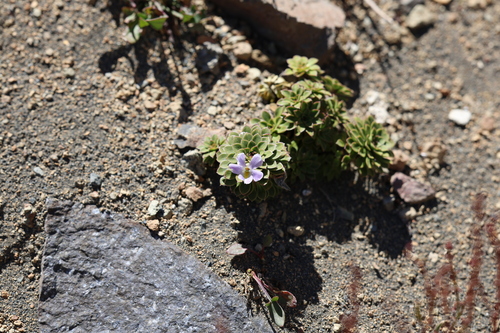 Viola cotyledon, photograph 5