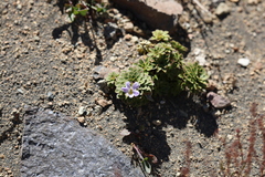 Viola cotyledon, photograph (c) Grzegorz Grzejszczak, some rights reserved (CC BY-SA)