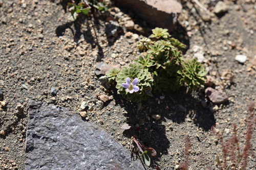 Viola cotyledon, photograph 4
