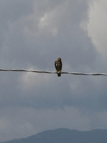 Common Buzzard