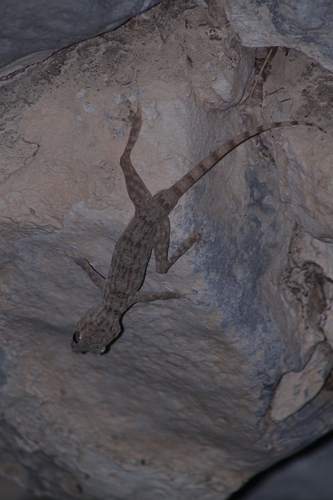 Ruus al Jibal Fan-toed Gecko