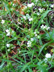 Cochlearia danica