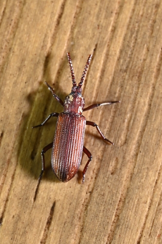Ziaelas formosanus
