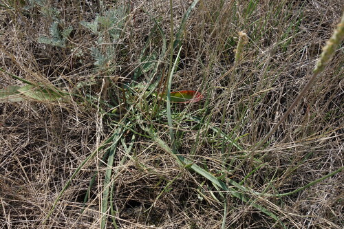 Plantago salsa, photograph 6