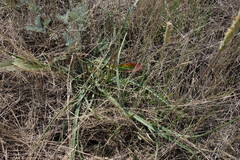 Plantago salsa, photograph (c) Aleksei Baushev, some rights reserved (CC BY)