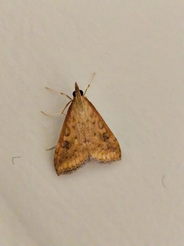 Rusty Dot Pearl