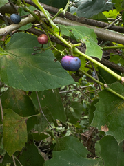 Ampelopsis cordata, photograph (c) Zachary Long, some rights reserved (CC BY)