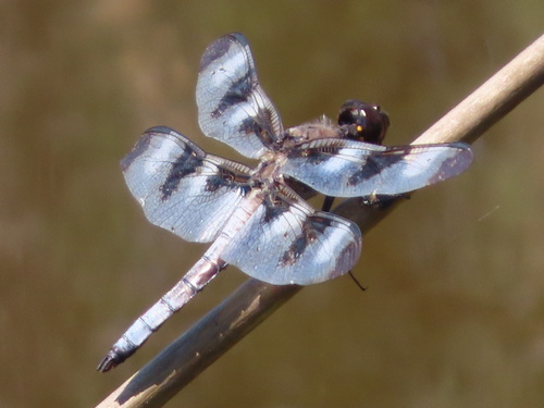 Widow Skimmer