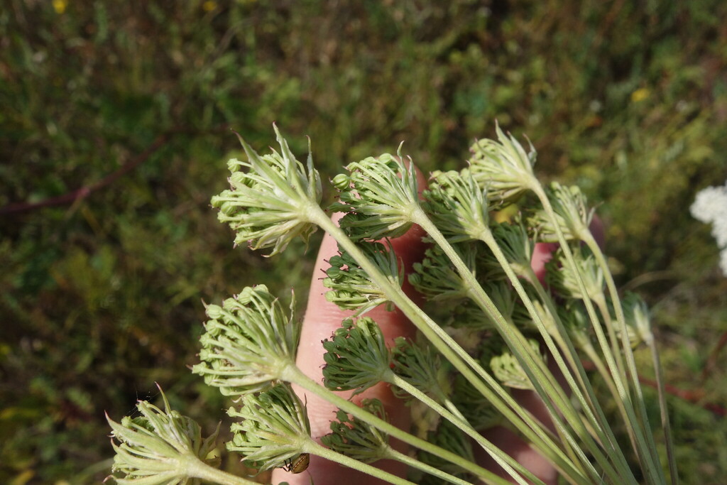Seseli annuum; photograph (c) Aleksei Baushev, some rights reserved (CC BY)