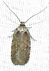 Agonopterix clemensella