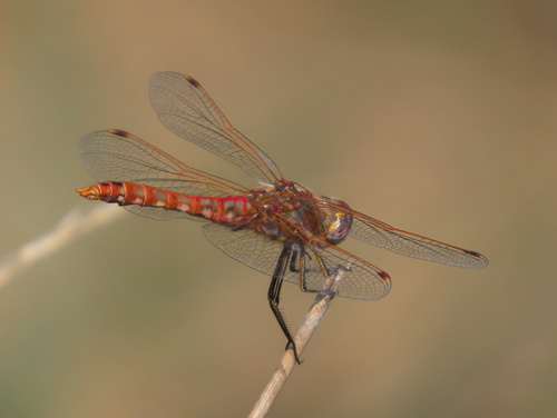 Variegated Meadowhawk