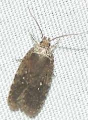 Agonopterix clemensella