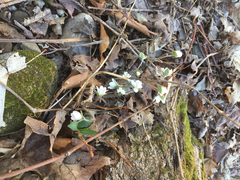 Hepatica americana
