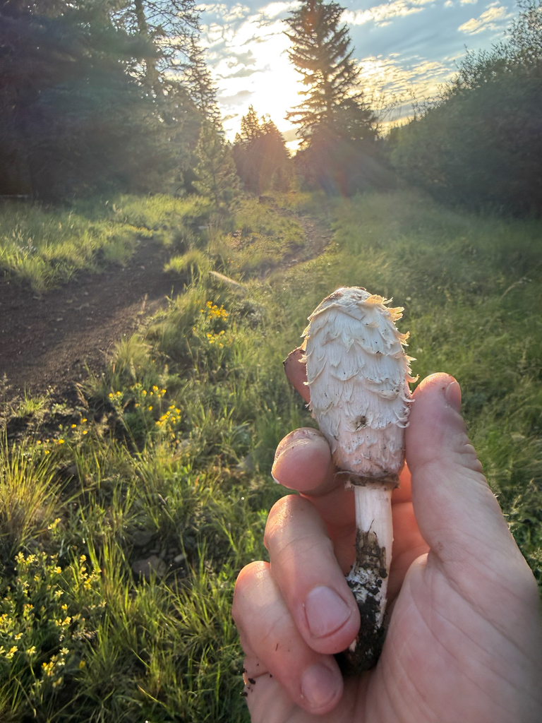 Coprinus caprimammillatus · August 2026 · photo: Photo: (c) Michael Tidwell, some rights reserved (CC BY) · iNaturalist