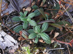 Tuberaria lignosa