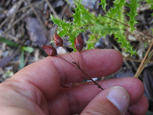 Tuberaria lignosa, photograph 1