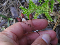 Tuberaria lignosa, photograph (c) Duarte Frade, some rights reserved (CC BY)