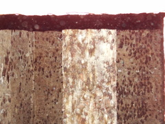 Taphozous nudiventris