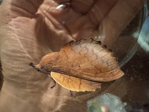 The Lappet