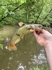 Ameiurus platycephalus