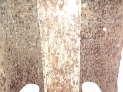 Taphozous nudiventris