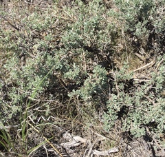 Artemisia arbuscula