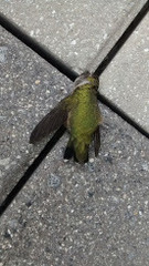 Archilochus colubris