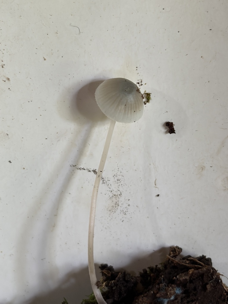 Mycena subcaerulea · August 2026 · photo: Photo: (c) Julie Travaglini, some rights reserved (CC BY) · iNaturalist