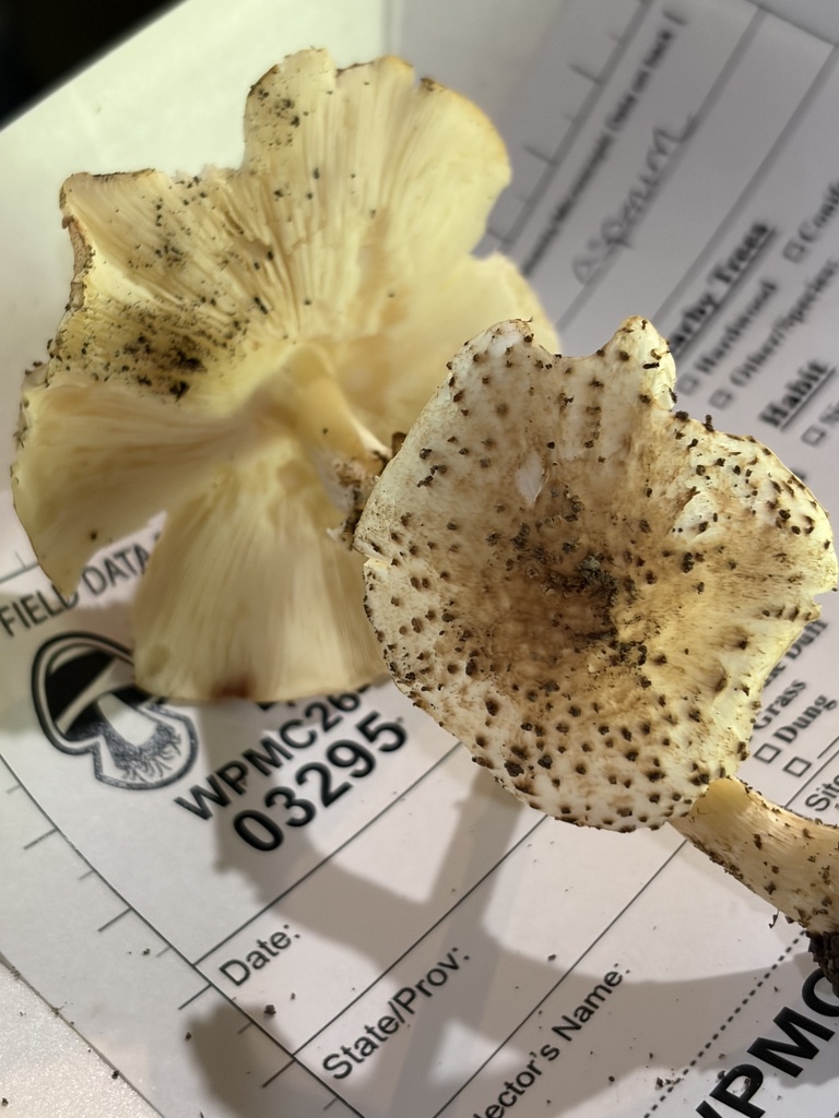 Freckled Dapperling · August 2026 · photo: Photo: (c) Julie Travaglini, some rights reserved (CC BY) · iNaturalist