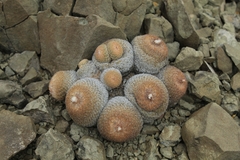 Epithelantha greggii