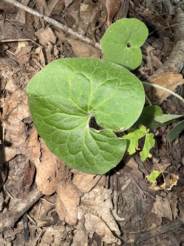Asarum canadense, photograph 6