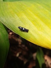 Diedrocephala variegata