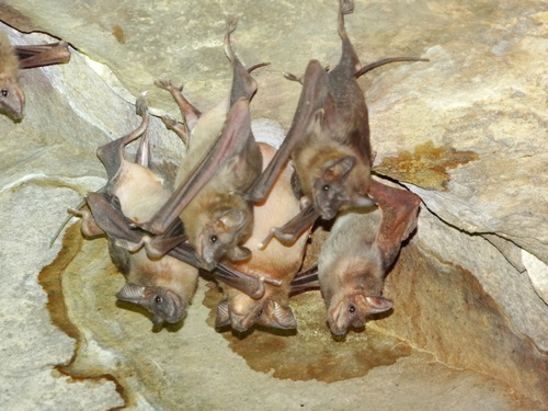 Greater Mouse-tailed Bat