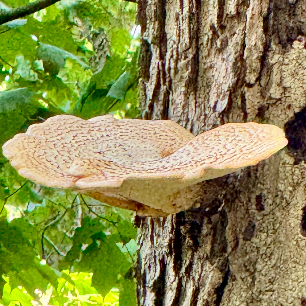 Dryad's Saddle · August 2026 · photo: Photo: (c) Nick T., some rights reserved (CC BY-SA) · iNaturalist